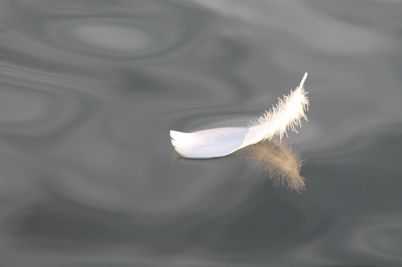 サイレント期間中に 白い羽 を見たら再会の兆しあり 天使からのメッセージ アイテル